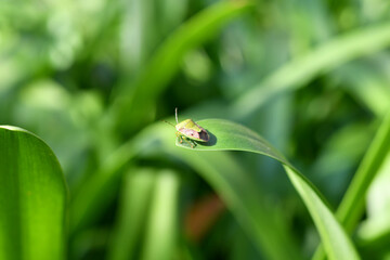 カメムシ