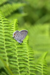 Common blue butterfly, Plebeius icarus, resting on fern leaf