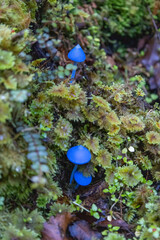 Blaue Pilze im Wald in Neuseeland