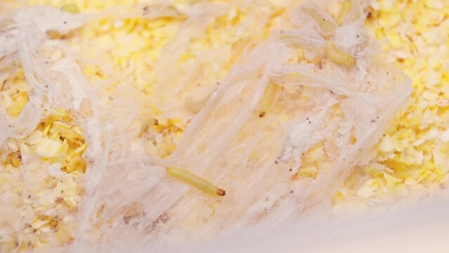 Moth larva crawling on surface of corn flakes. Food infested by moth larva. Web. Close-up in 4K, UHD