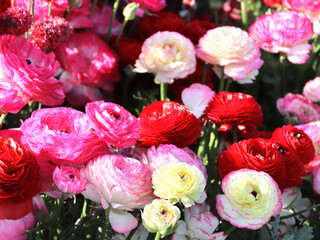 Ranunculus flowers on flowerbed in Yamashita park, Yokohama, Japan. Colorful spring Ranunculus asiaticus (Persian buttercup) flowers