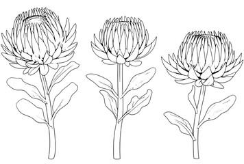 hand drawn flowers