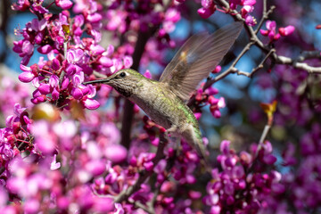 Anna's hummingbird feeding on flower
