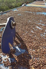 Coffee beans drying in the sun              