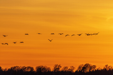 Fototapeta premium Flying Cranes above treetops in the sunset