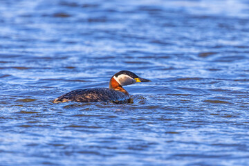 Red-necked grebe in the water