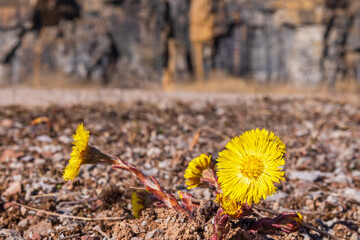 Blooming Coltsfoot in early springtime