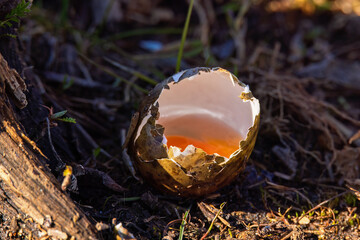 Broken bird egg with yolk on the ground