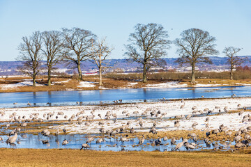 Lot of cranes resting at lake Hornborgasjön in Sweden at springtime