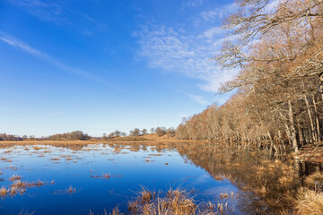 View at a beautiful flooded wetland by a forest in springtime