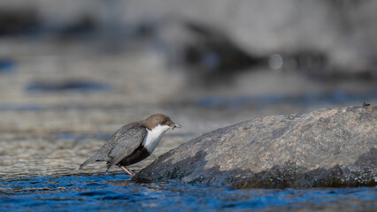 White-Throated Dipper perched on a rock by a stream with insect in beak