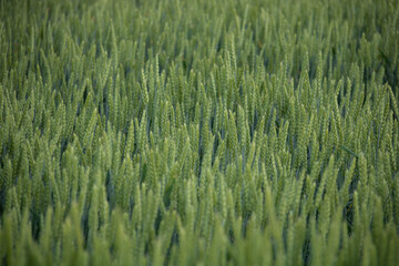 緑の麦畑
