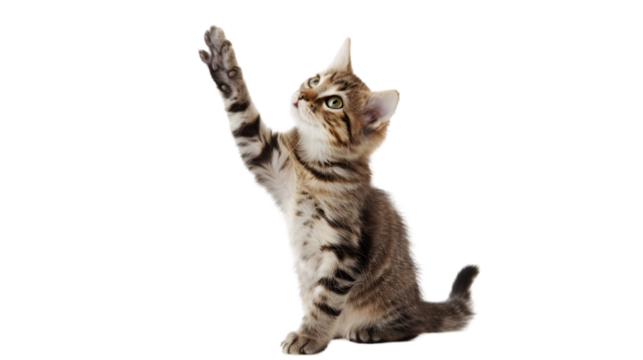 A Cat Waving Hello on transparent background. PNG file