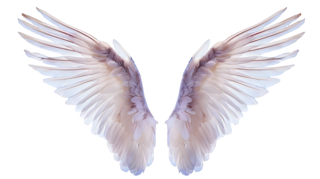 Angel wings isolated on white or transparent background. PNG file