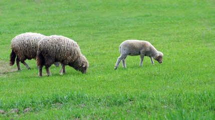 Sheep grazing on the field.