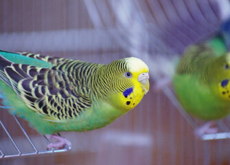 A parrot. A wavy parrot in green color.
