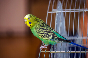 A parrot. A wavy parrot in green color. - 761205051