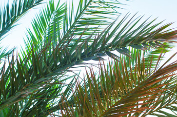 Palm branches over blue sky