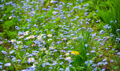 Wild blue flowers on a meadow in summer close-up