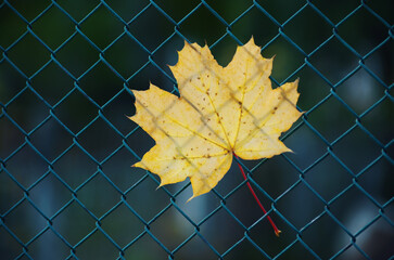 Maple leaf in the fence background