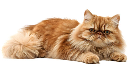 Beautiful Persian cat isolated on white background. PNG file