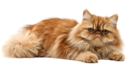 Beautiful Persian cat isolated on white background. PNG file