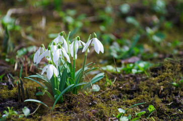 First beautiful snowdrops in spring. - 761205620