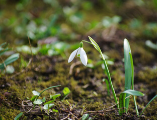 First beautiful snowdrops in spring. - 761205622