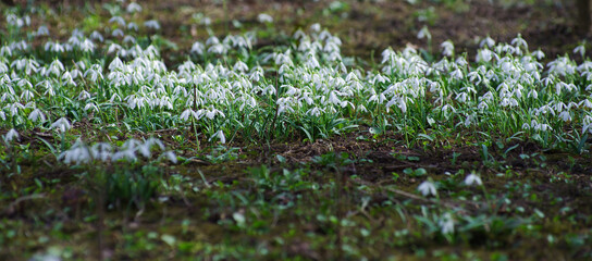 First beautiful snowdrops in spring. - 761205624