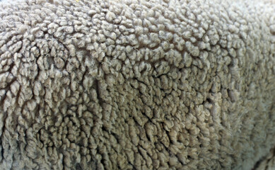 Close up of texture of warm fur of sheep wool skin