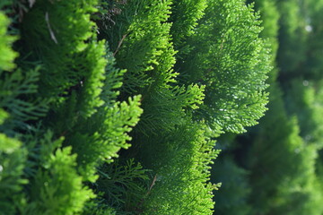 庭木の緑
