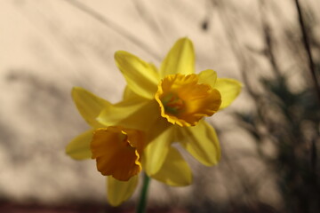 Daffodils in the spring garden