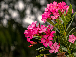 Bright pink oleander flowers closeup. Light and strong bokeh form bubbles in the natural background...
