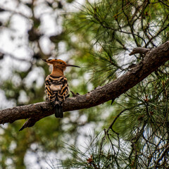A young Eurasian Hoopoe with its 'crown' folded poses in a pine tree, looking curiously at the passing photographer...