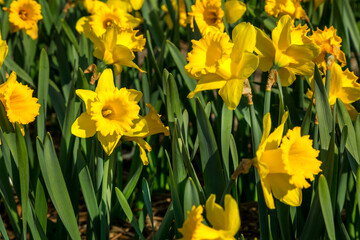 Obraz premium Yellow daffodil flowers blooming in spring close-up