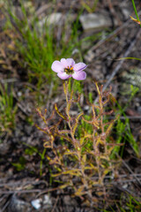 The carnivorous plant Drosera cistflora in natural habitat near Hermanus in the Western Cape of South Africa