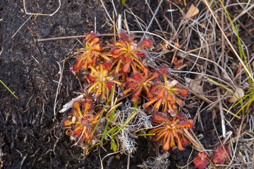 The carnivorous plant Drosera glabripes x xerophila in natural habitat near Hermanus in the Western Cape of South Africa