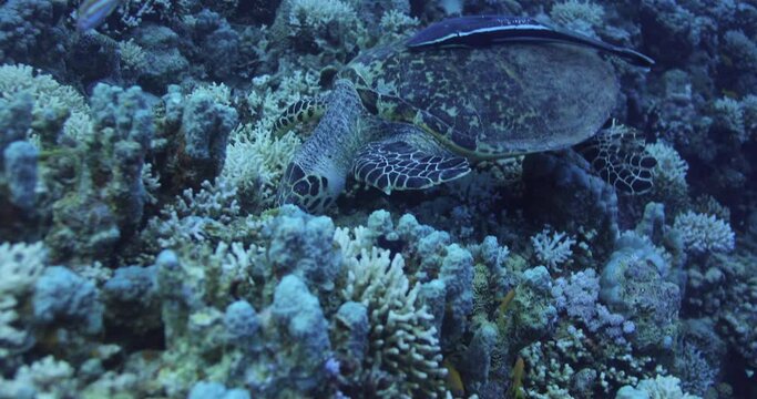 Turtle by the Coral Reef of The Red Sea of Egypt shot on 4K