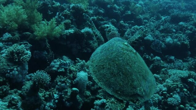 Turtle by the Coral Reef of The Red Sea of Egypt shot on 4K