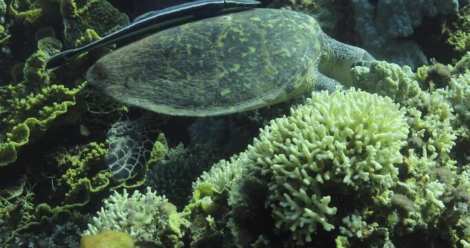 Turtle accompanied by Remora Fish by the Coral Reef of The Red Sea of Egypt shot n 4k