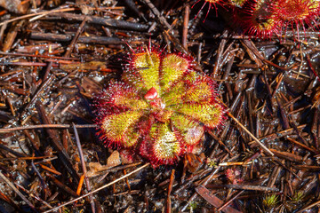 Sundew in natural habitat near Hermanus in the Western Cape of South Africa