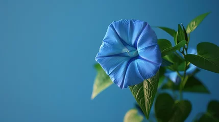 Fotobehang A close-up of a morning glory, with its vibrant blue petals and green leaves, against a solid blue background. © AQ Arts