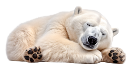polar bear sleeping isolated on a white or transparent background as transparent. PNG