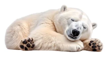 Keuken spatwand met foto polar bear sleeping isolated on a white or transparent background as transparent. PNG © Pretty Panda