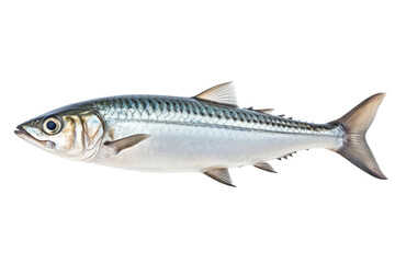 Fototapeta premium Fish Swimming in Water. On a Transparent Background.