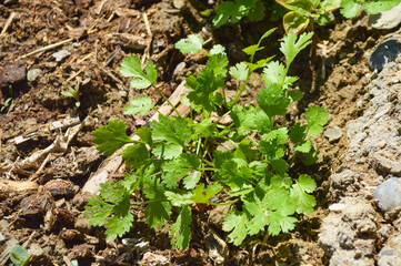 plant growing in the ground, organic coriander leaves in the garden, vegetable leaf close up
