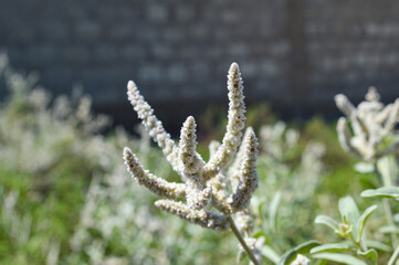 white plant flower aerva javanica garden