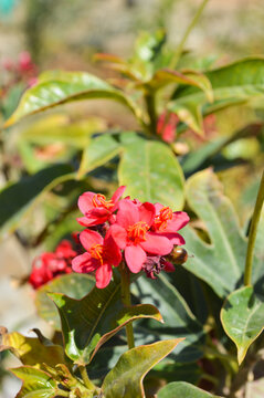 spicy jatropha red and white flowers
