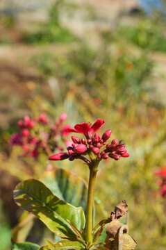red flower jatropha peregrina flora in the garden