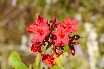 Fototapeta na wymiar red flowers in the garden jatropha